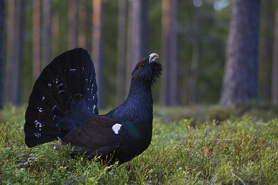 Capercaillie